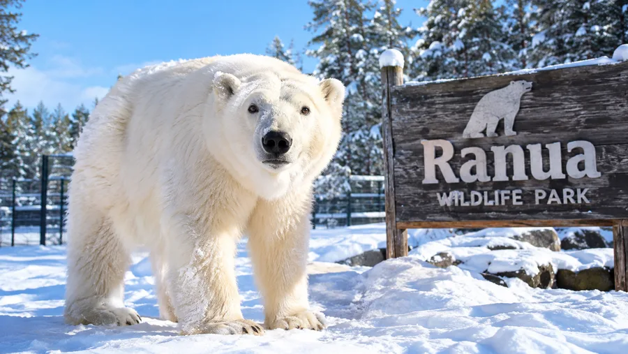 Ranua Wildlife Park Tickets, Prices and Visitor Guide