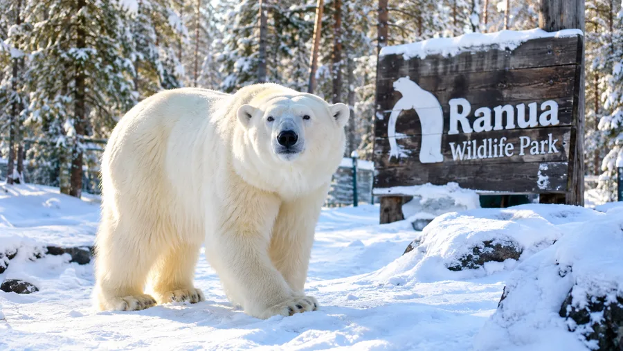 Ranua Wildlife Park Tickets, Prices and Visitor Guide